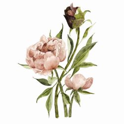 Illustration - Pivoine