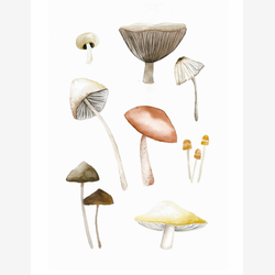 Illustration - Champignons