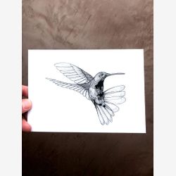 Colibri de mangue noire 5x7